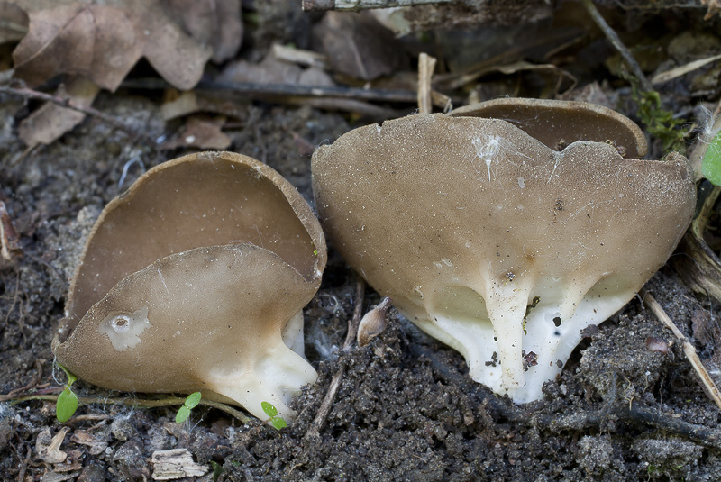 Helvella acetabulum